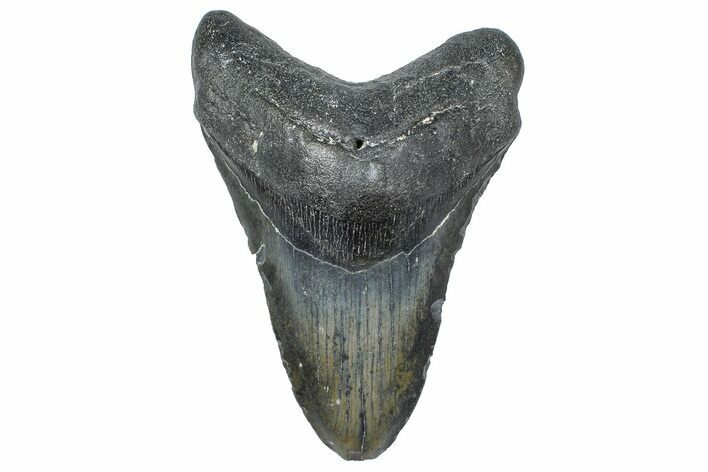 Fossil Megalodon Tooth - North Carolina #358925